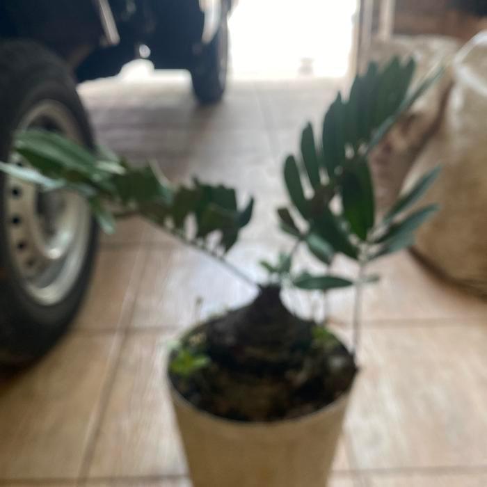 tanaman hias zamia furfuracea // sikas zamia