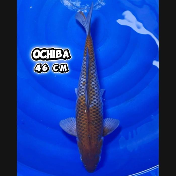 TEREMURAHTERLARIS READY SILAHKAN DIORDER IKAN KOI BLITAR/CEMANIFARM/ OCHIBASHIGURE JUMBO BERKUALITAS