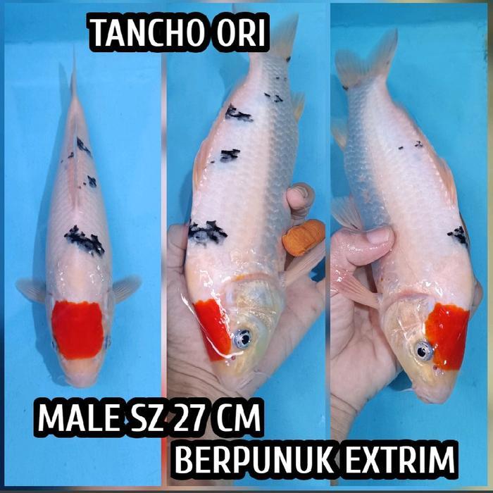 TEREMURAHTERLARIS READY SILAHKAN DIORDER KOI BLITAR TANCHO SANKE READY CHAGOI KOHAKU KARASI MIDORI