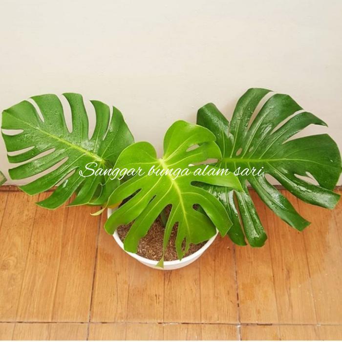 Tanaman Hias Monstera Delicosa / Brazil + Pot Puti Terbaru