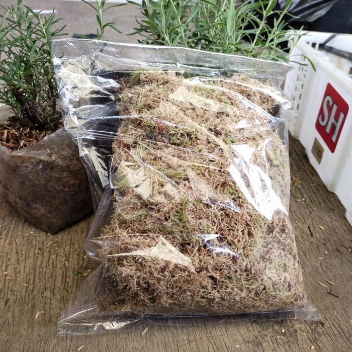"New" Spagnum moss, moss putih lokal murah, media tanam moss 100 gram