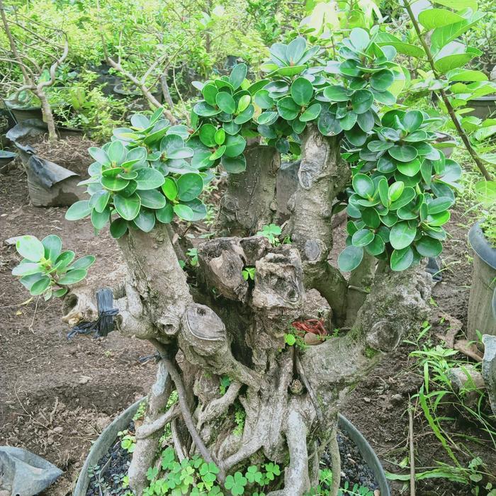 BIBIT BONSAI BERINGIN MICRO - BERINGIN MANGKOK