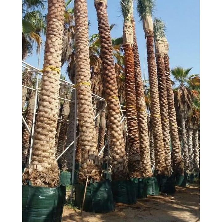 Pesona_Mimin Planter Bag Ukuran 500 Liter Pot Tanaman Buah Ukuran Jumbo Besar