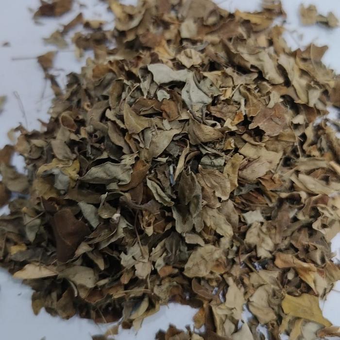 DAUN KELOR KERING MORINGA OLEIFERA MERUNGGAI