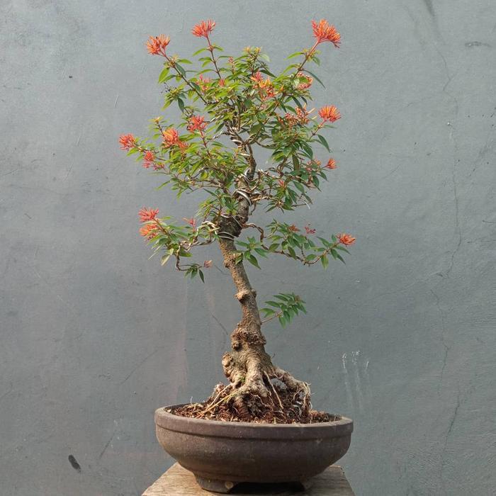 Tanaman Hias Pusaka merah bahan bonsai