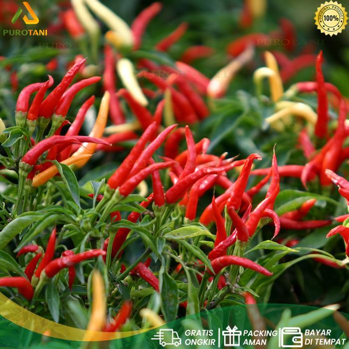 Little_Little_ Pupuk Kno3 Crystal Dgw Pupuk Pembuahan 1Kg Kno Putih