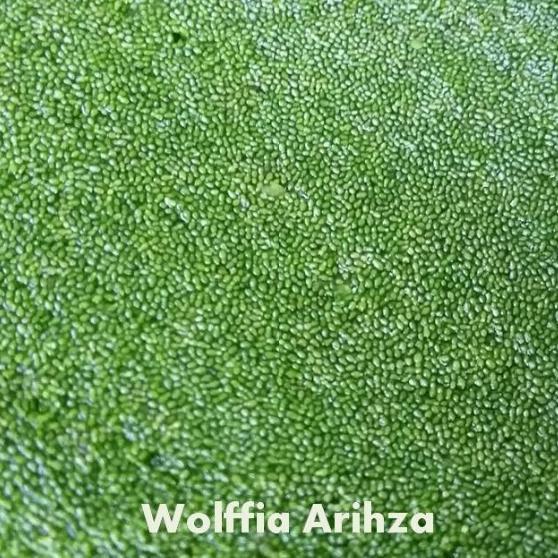 Pesona_Mimin Azolla 1 Kg & Wolffia 500 Gram - Pakan Alternatif Alami