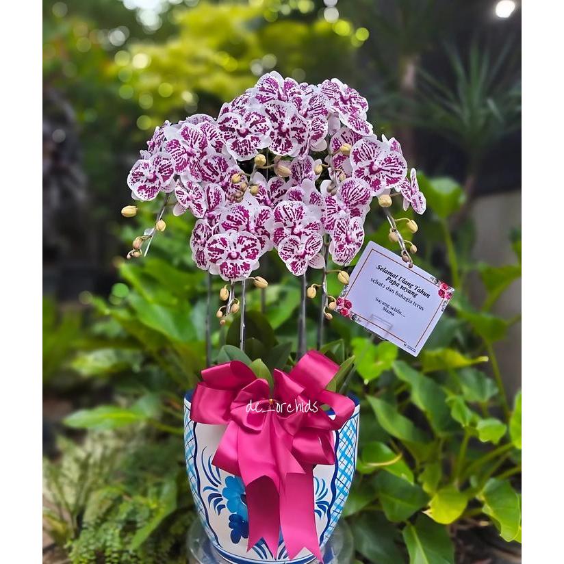 Sedia Anggrek bulan Dalmation rangkaian 6 pohon pot keramik