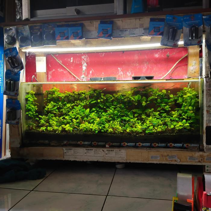DISKON LAMPU MURAH HARD STRIP 100 CM AQUARIUM DAN ETALASE