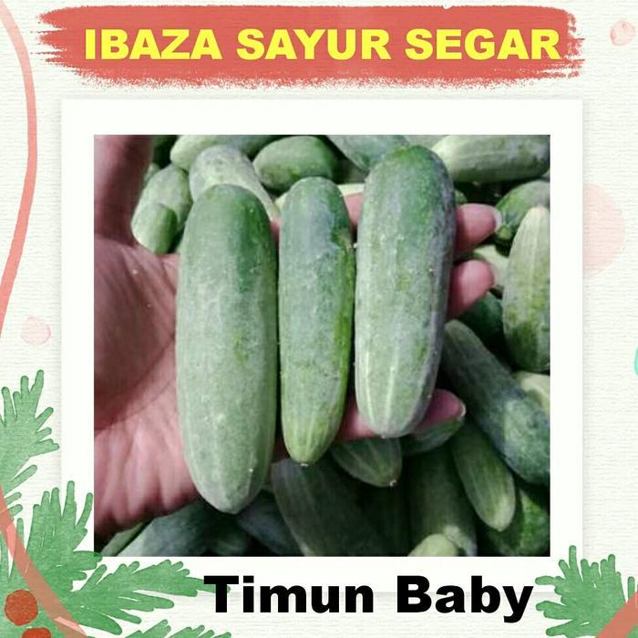 TIMUN BABY TIMUN LALAPAN Sayur Segar IBAZA fruitsBOX Timun Lalapan Fresh Segar ( ini sayuran segar