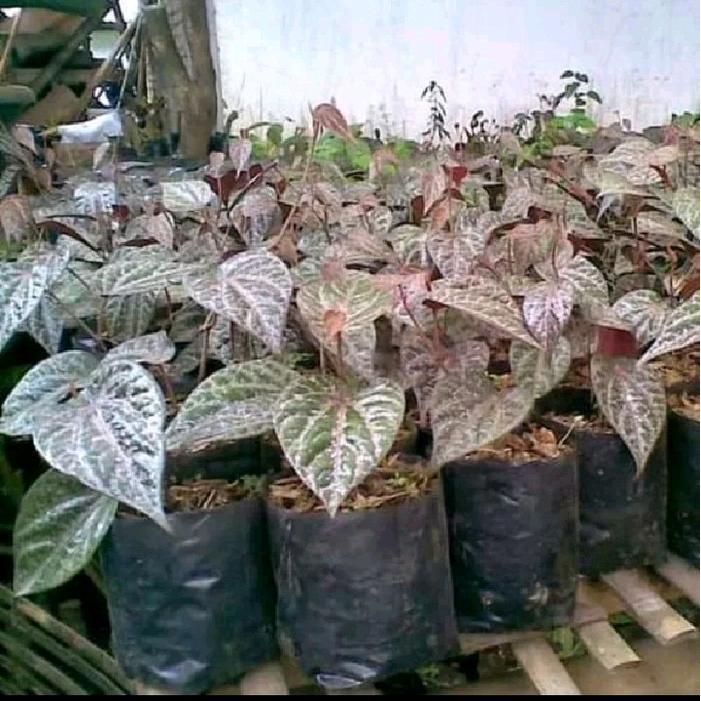 Benih / Bibit Sirih Merah
