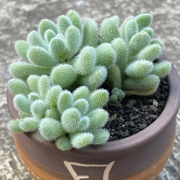 Argotech_ Sukulen Sedum Hintonii