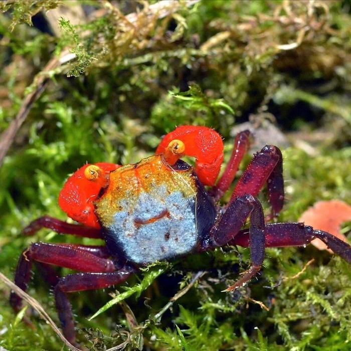 Kepiting Rainbow Rouxi Vampire Crab Geosesarma Rouxi / Kepiting Pelangi / Vampire Crab
