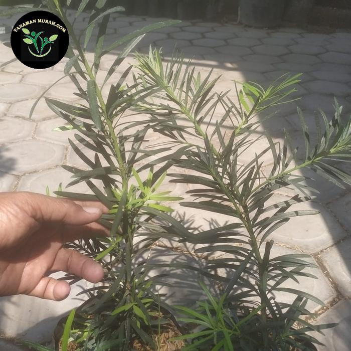 bibit lo han sung siap tanam/bahan bonsai