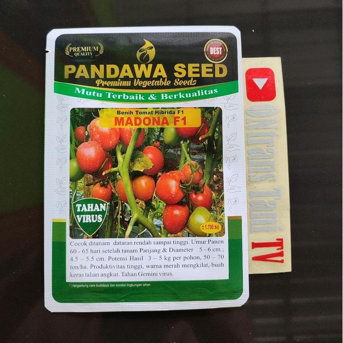Little_Little_ Benih Tomat Hibrida Madona F1 Tahan Virus Gemini