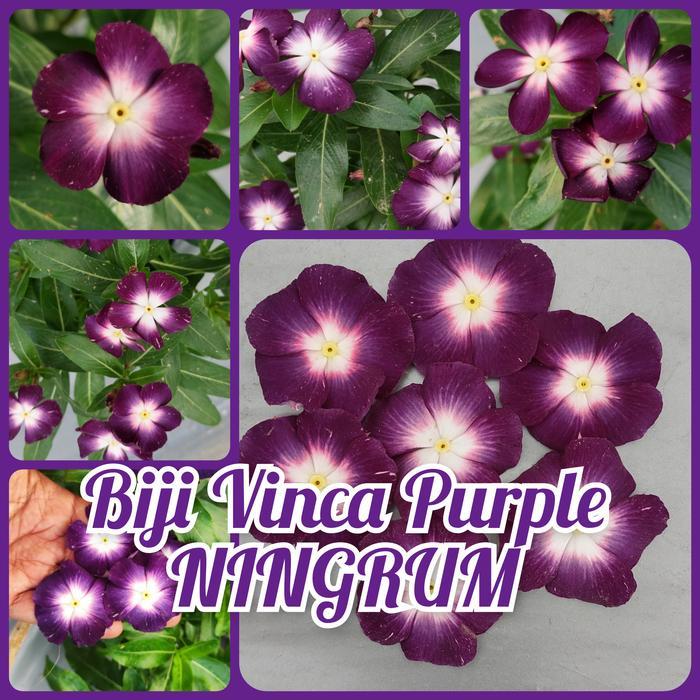 Pesona_Mimin Biji Vinca Ningrum