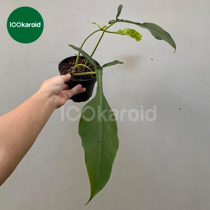 Argotech_ Tanaman Hias Philodendron Joepii / Philo Joepii