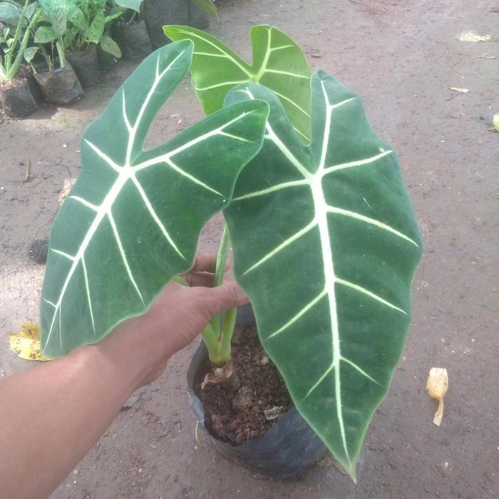 tanaman talas neon