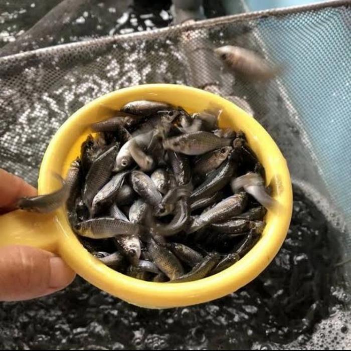 ikan cere laut hidup pakan ikan predator