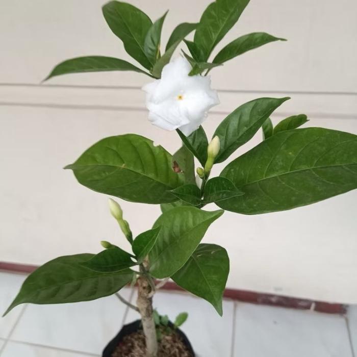 Tanaman hias bunga melati kaca piring sudah berbunga - bunga hias kaca piring - melati kaca piring