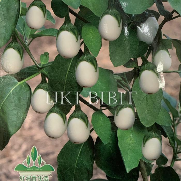 Swaylineshop Kemasan Original Benih Biji Terong Telur Terong Susu Unik