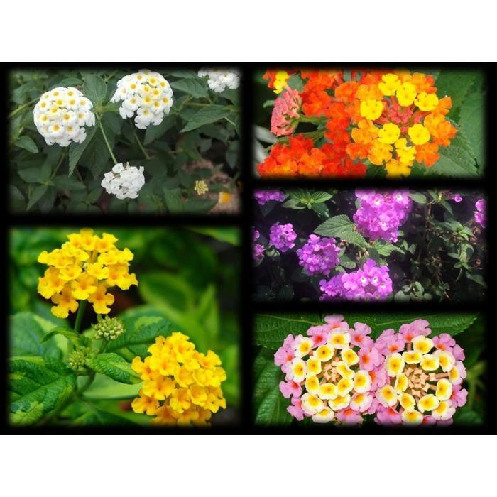 Tanaman hias Bunga Lantana - Bibit Tanaman Hias Lantana pastazensis - Trailing Lantana hidup dan
