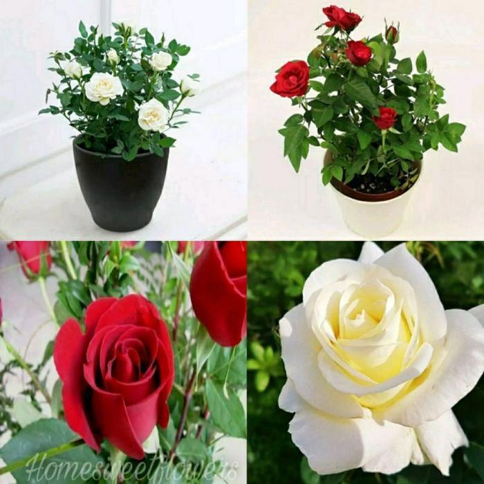 PAKET MURAH2 MAWAR HIDUP IMPOR//BUNGA MAWAR HIDUP - MAWAR BUNGA HIAS - TANAMAN HIAS HIDUP -