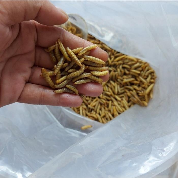 BEST SELLER PAKAN MAGGOT MAGOT BSF 1KG