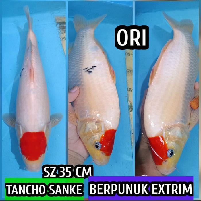 TEREMURAHTERLARIS READY SILAHKAN DIORDER IKAN KOI BLITAR TANCHO SANKE READY KOHAKU SHOWA CAGOI DLL
