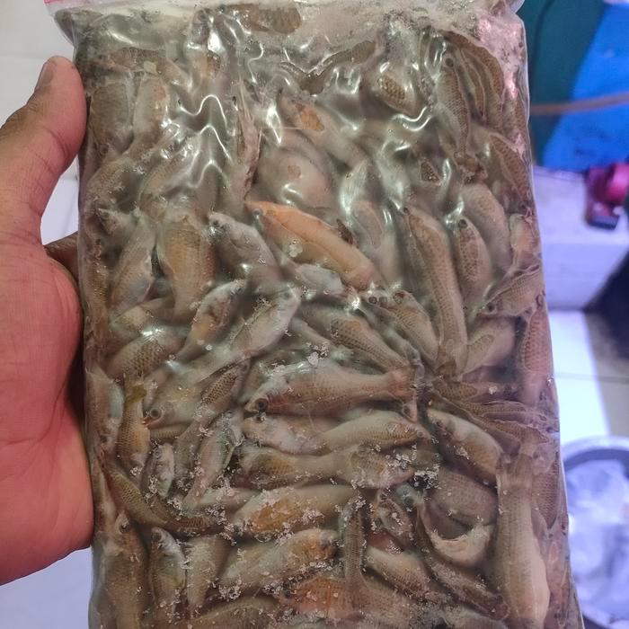 ikan cere beku pakan ikan predator 500gr