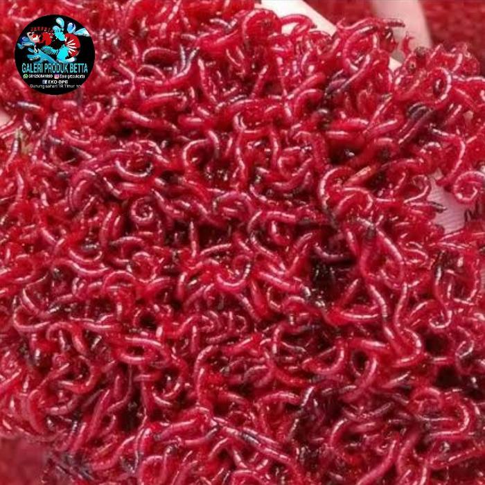 BLOODWORM/CACING DARAH HIDUP / CADAR PAKAN IKAN