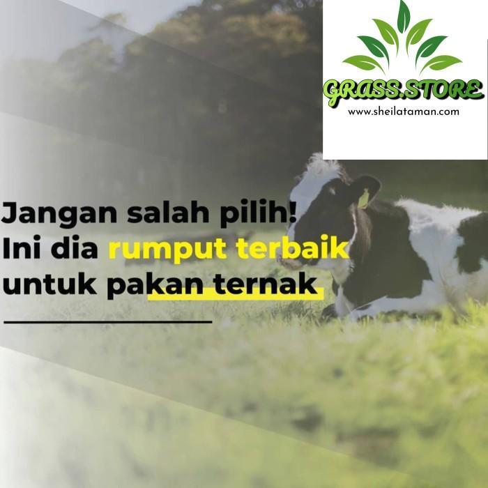benih rumput pakan ternak 100g - biji rumput pakan ternak-bibit rumput