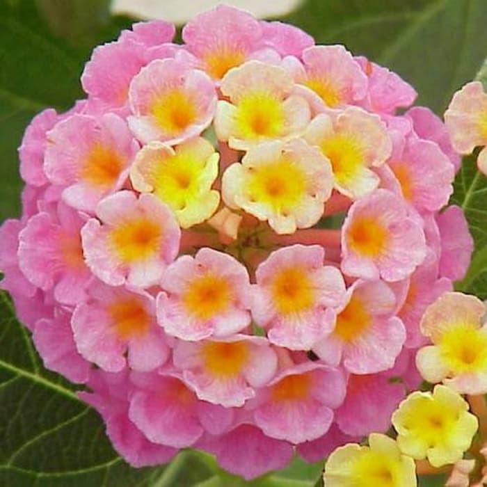 Tanaman hias Bunga Lantana Hidup - Bibit Lantana - Tanaman Hias Bunga - bunga hias lantana - bunga