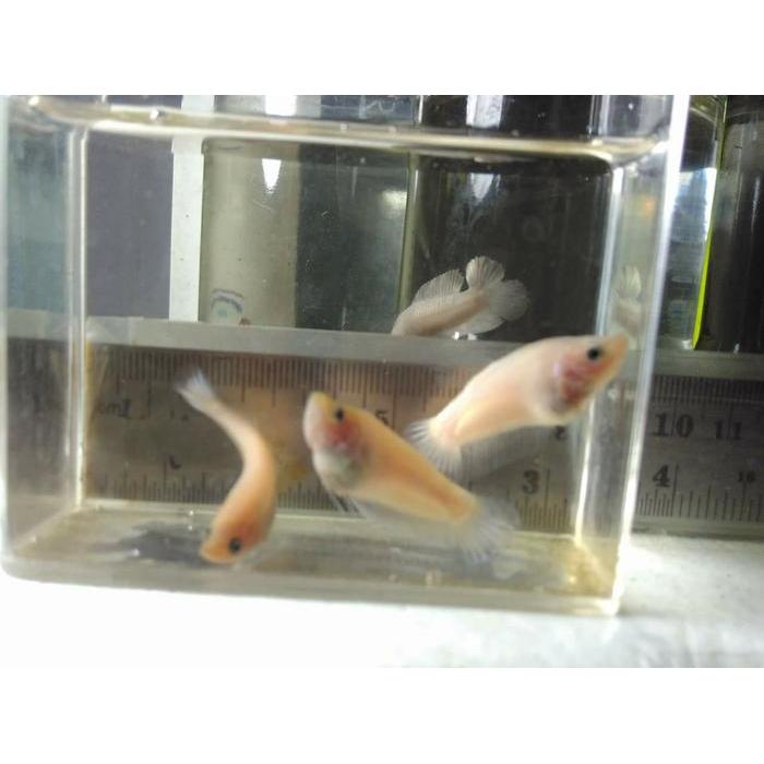 Cupang female giant celo jaya