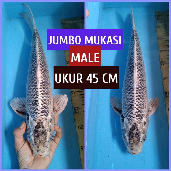 ikan koi blitar mukasi JUMBO ready kohaku showa sanke chagoi dll