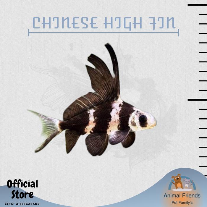 IKAN HIAS CHINESE HIGH FIN / CHF