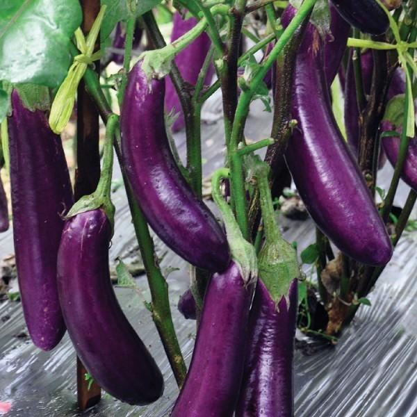 Koralineshop Benih-Bibit Terong Ungu Yuvita F1 (Cap Panah Merah)