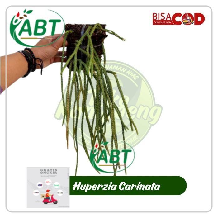 Swaylineshop Huperzia Carinata Kumpai Ekor Tikus Unik