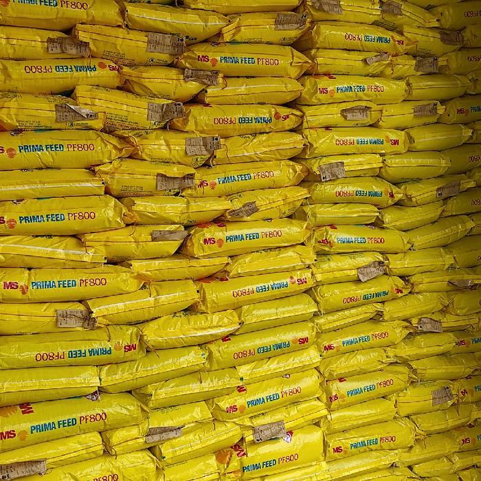 TEREMURAHTERLARIS READY SILAHKAN DIORDER PF800 PELET IKAN PELLET IKAN PAKAN PF 800 BENIH BIBIT LELE