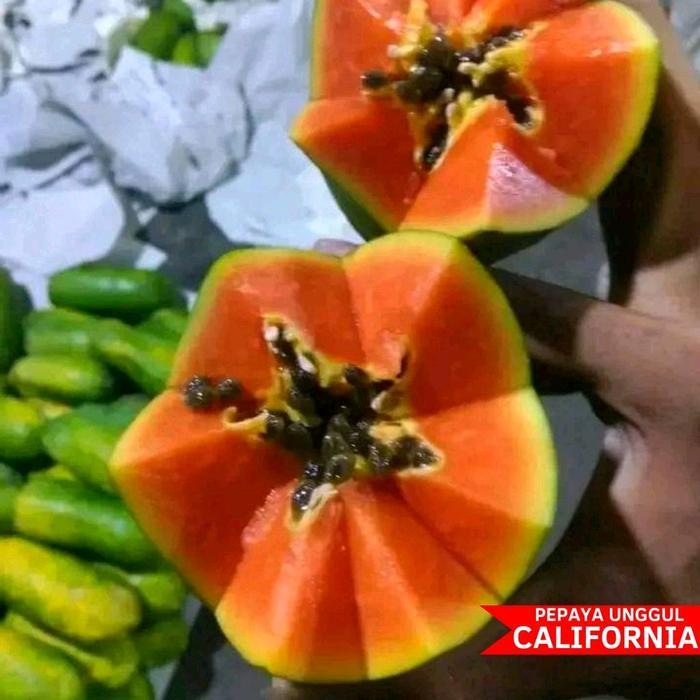 Little_Little_ Benih Biji Pepaya California/Ipb-9 Kemasan 1 Gram Bibit Kates Kalifornia (Isi 60 Biji