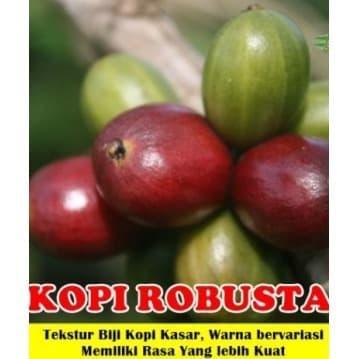 Bibit Benih Seeds Biji Kopi Robusta Unggul Robusta Coffe isi 10 Biji