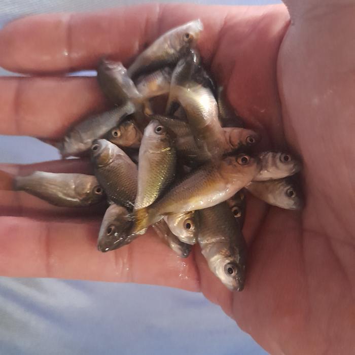 Anak Ikan Mas Hidup Pakan Ikan Predator