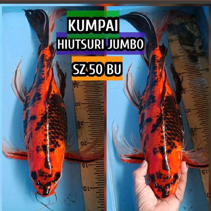 TEREMURAHTERLARIS READY SILAHKAN DIORDER IKAN KOI BLITAR HI UTSURI HIUTSURI KUMPAI READYJUGA SHOWA