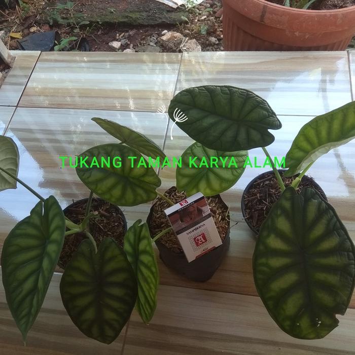 tanaman hias alocasia dragon scale/alocasia dragon scale/dragon scale