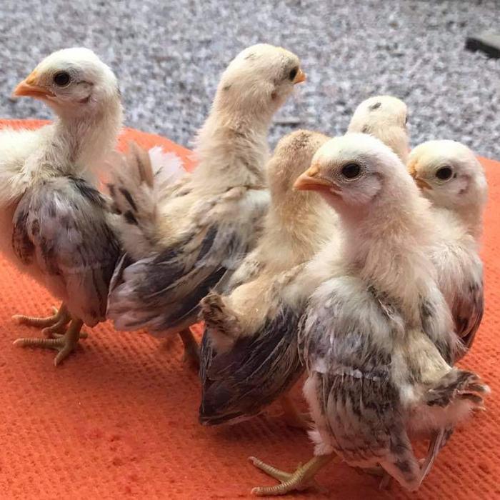 Ayam Serama Original Selam Jantan Betina Bukan silangan readyyy
