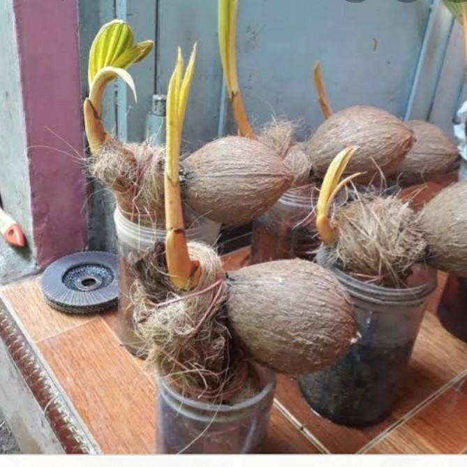 Bibit bonsai kelapa terbaik