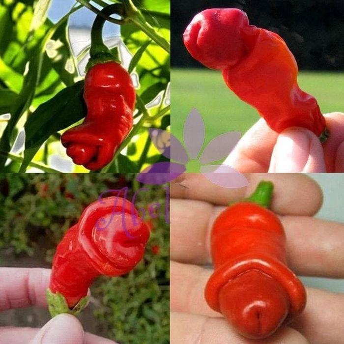 Bibit Benih Biji Cabe Hias Pedas RED PETER PEPPER Isi 10 Biji
