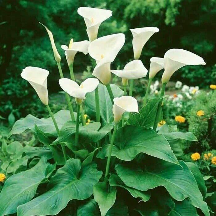 Thebest- tanaman hias calla lily