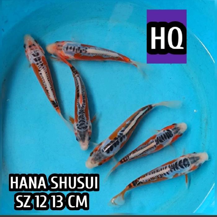 TEREMURAHTERLARIS READY SILAHKAN DIORDER IKAN KOI BLITAR SHUSUI HQ READYJUGA KOHAKU SANKE SHOWA
