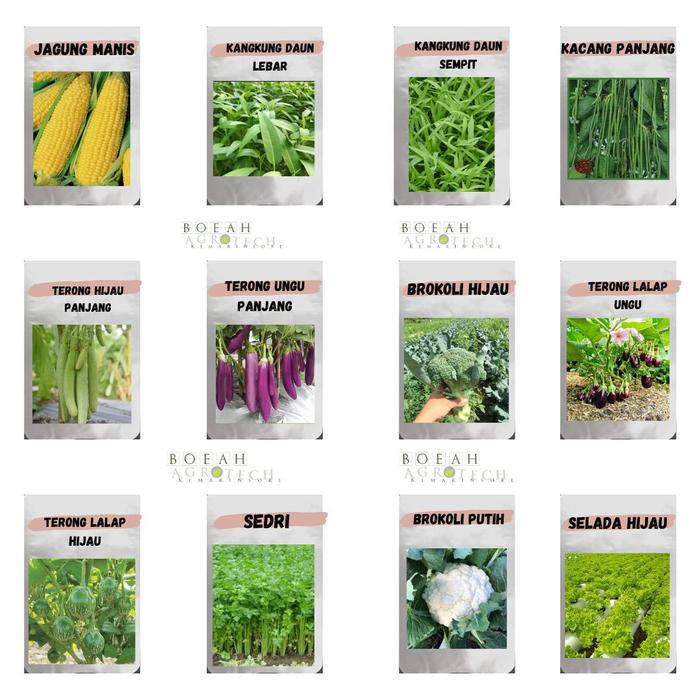 Benih Sayuran Hortikultura Benih sayuran Rumahan